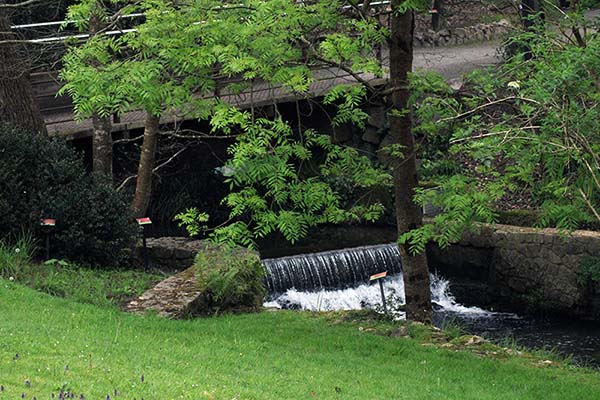 Fresnos a la vera del río Peñafrancia en el interior del jardín botánico de Gijón