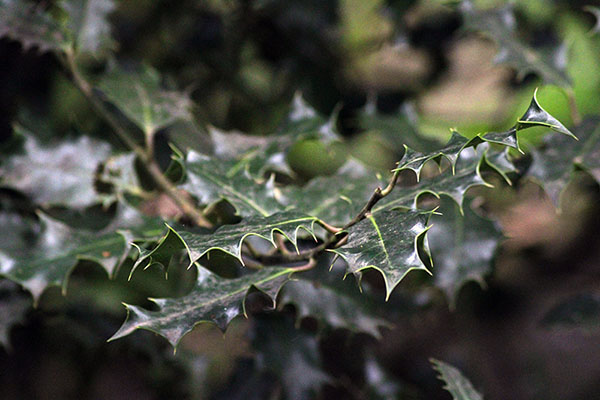 Acebo en el jardín botánico de Gijón