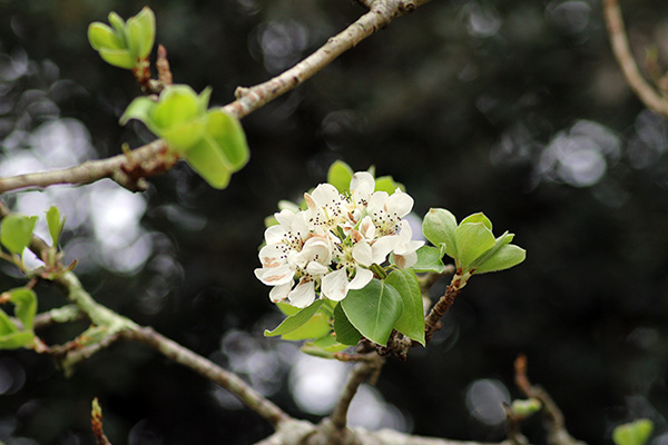 Frutales en flor en la factoría vegetal del jardín botánico de Gijón