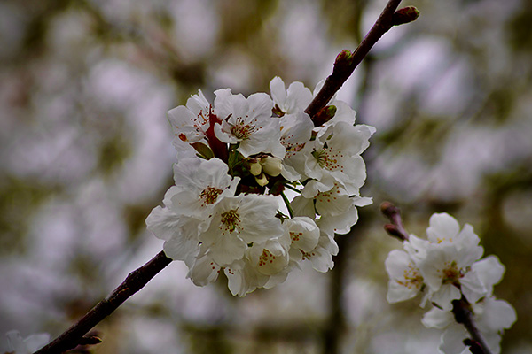 Flor de un peral en el jardín botánico atlántico de Gijón en Asturias