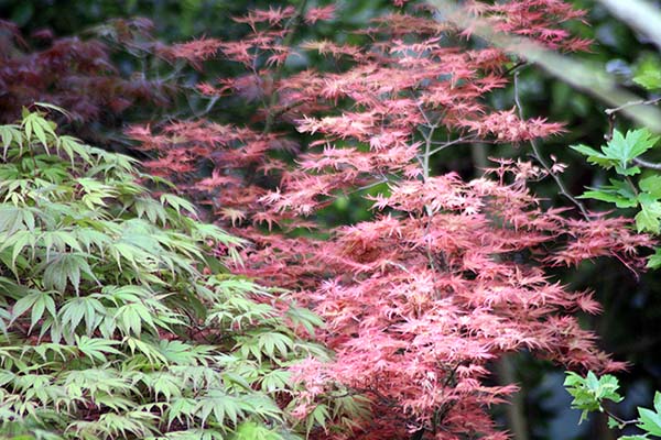 Imagen tomada en el interior del jardín botánico de Gijón