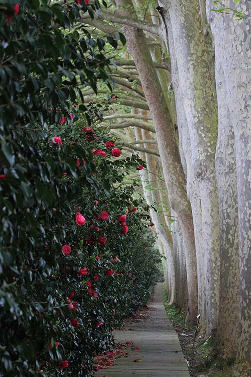 Camelias en el jardín botánico de Gijón