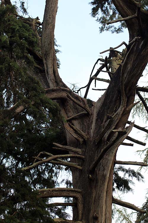 Imagen tomada en el interior del jardín botánico de Gijón