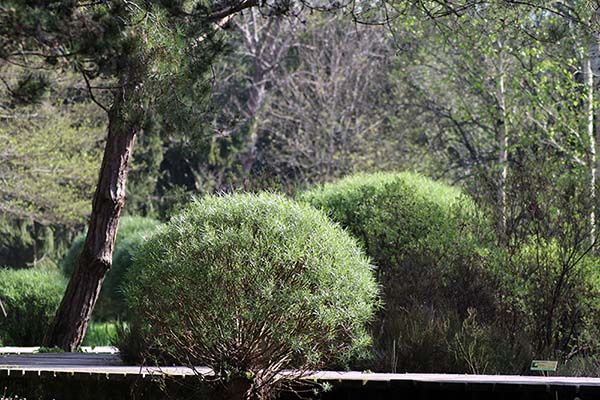 Bosques de bioma boreal europeo en el jardín botánico de Gijón