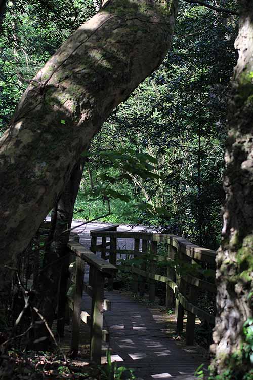 Bosque de bioma templado europeo en el jardín botánico de Gijón