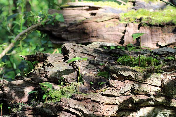 Bioma templado europeo en el jardín botánico de Gijón