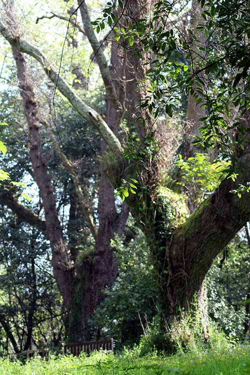 Carbayera del Tragamón en el interior del jardín botánico de Gijón