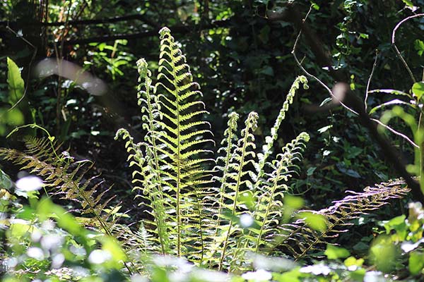 Helechos en el jardín botánico de Gijón