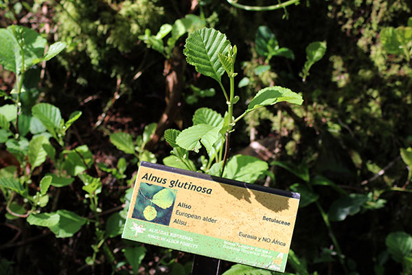 Bioma templado europeo en el jardín botánico de Gijón