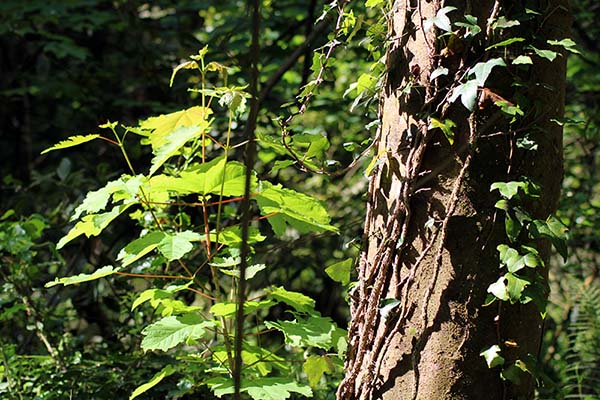 Bosque de bioma templado europeo en el jardín botánico de Gijón