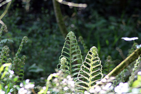 Helechos en el jardín botánico de Gijón