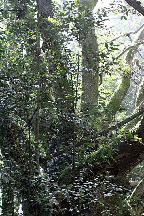 Bosque de bioma templado europeo en el jardín botánico de Gijón