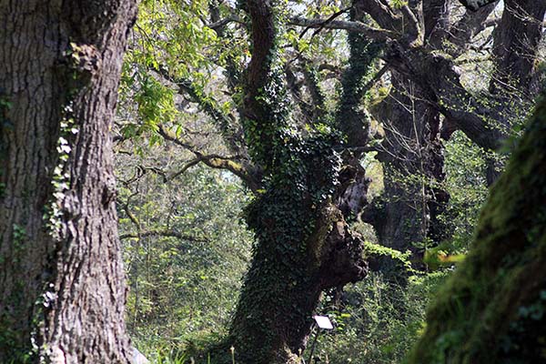 Carbayera del Tragamón en el interior del jardín botánico de Gijón