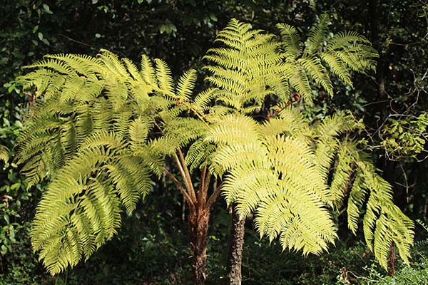 Helechos en el jardín botánico de Gijón