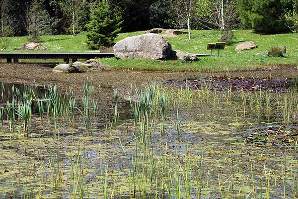 Bioma boreal americano en el jardín botánico de Gijón