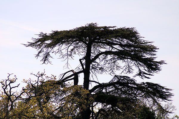 Imagen tomada en el interior del jardín botánico de Gijón