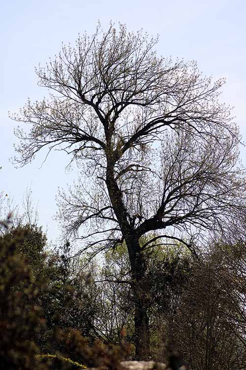Bioma boreal americano en el jardín botánico de Gijón