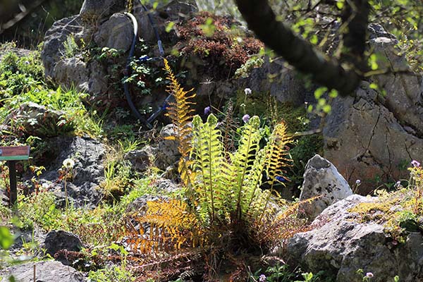 Helechos en el jardín botánico de Gijón