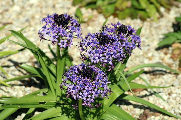 Bioma boreal americano en el jardín botánico de Gijón