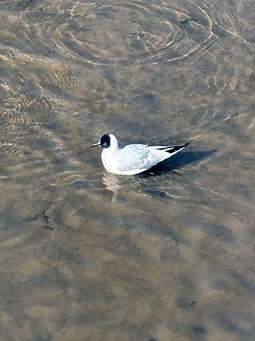 Gaviota reidora con plumaje de reproducción en primavera y verano