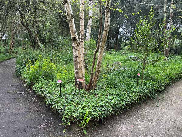 Abedules en el jardín botánico de Gijón