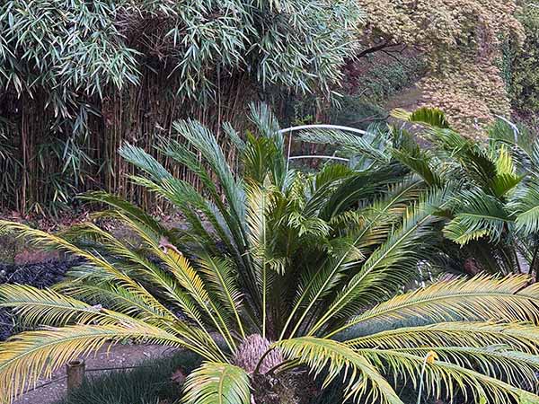 Interior del jardín botánico de Gijón