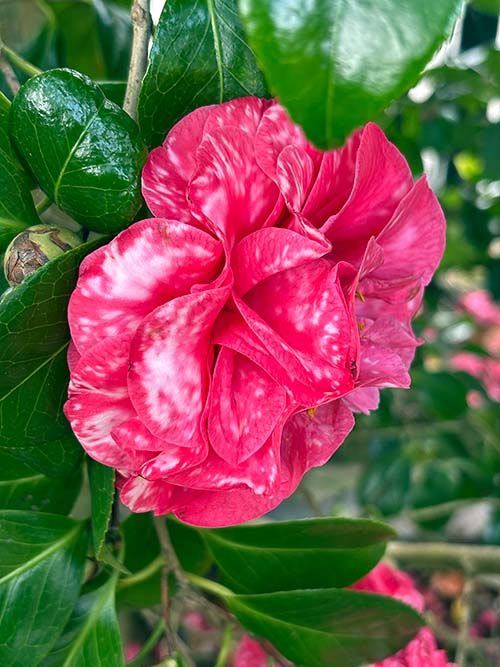 Imagen tomada en el interior del jardín botánico de Gijón