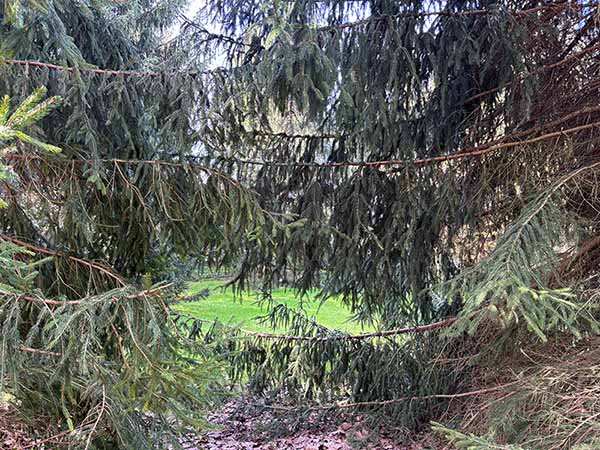 Bosques de bioma boreal europeo en el jardín botánico de Gijón
