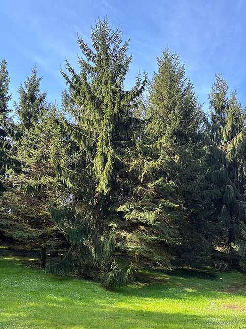 Bosques de bioma boreal europeo en el jardín botánico de Gijón