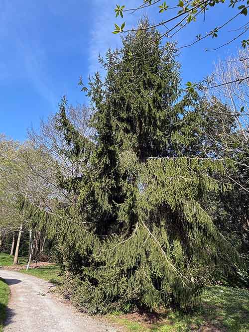 Caminos que recorren el jardín botánico de Gijón