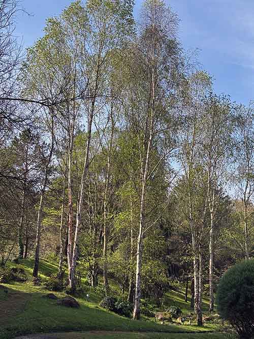 Bosques de bioma boreal europeo en el jardín botánico de Gijón