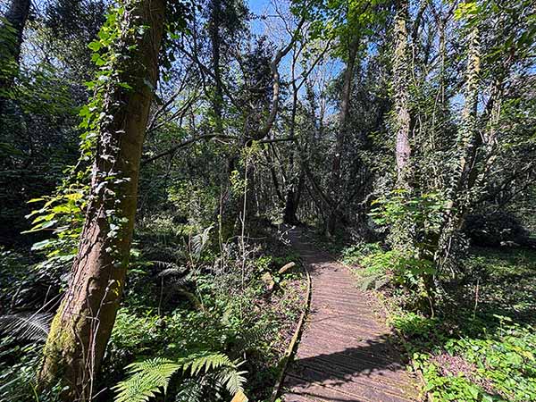 Caminos que recorren el jardín botánico de Gijón