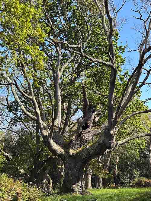 Carbayera del Tragamón en el interior del jardín botánico de Gijón