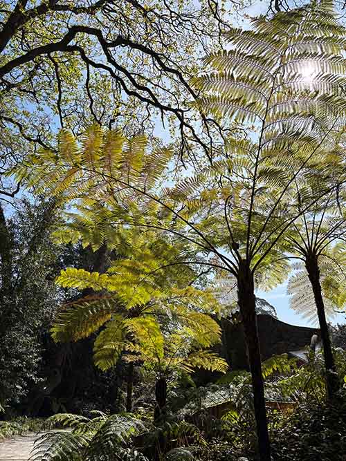 Imagen tomada en el interior del jardín botánico de Gijón