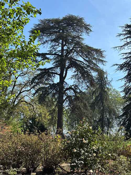 Imagen tomada en el interior del jardín botánico de Gijón