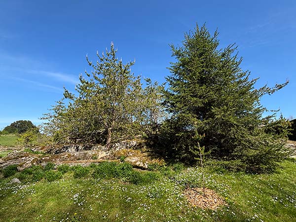 Bioma boreal americano en el jardín botánico de Gijón