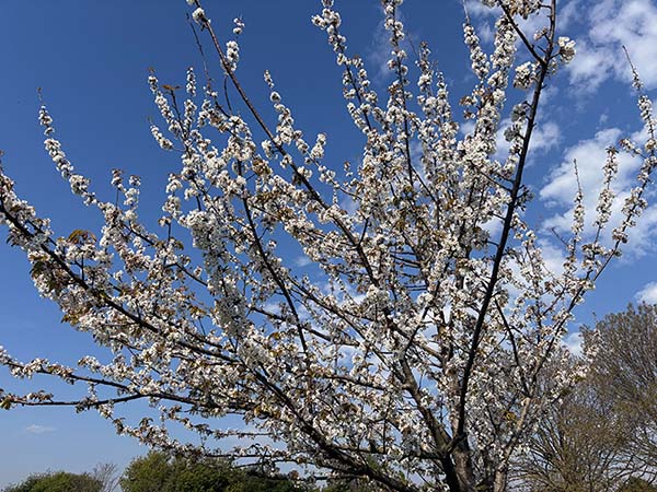 Frutales en flor en la factoría vegetal del jardín botánico de Gijón