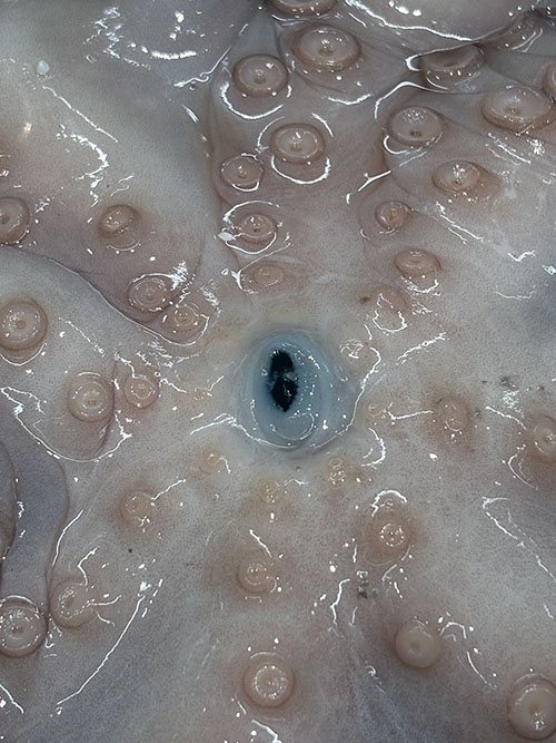 Pulpo asturiano de pedrero para preparar pulpo con patatinas