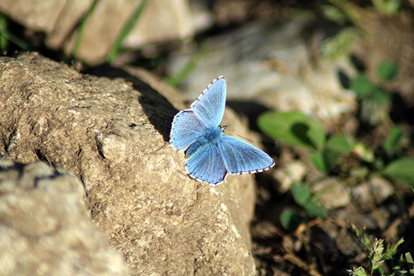 Imágenes bonitas tomadas en Bulnes en Asturias