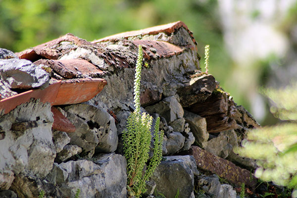 Imágenes bonitas tomadas en Bulnes en Asturias