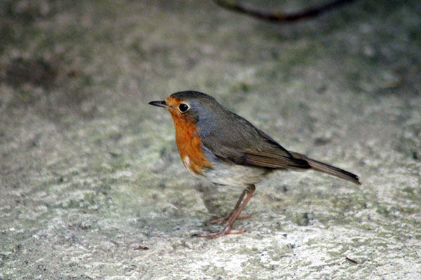 Imágenes bonitas tomadas en Bulnes en Asturias