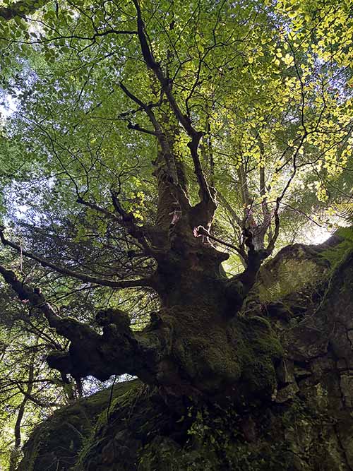 Hayedo de la Biescona en la sierra del Sueve en Asturias