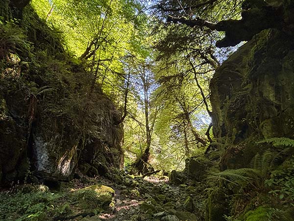 Hayedo de la Biescona en la sierra del Sueve en Asturias