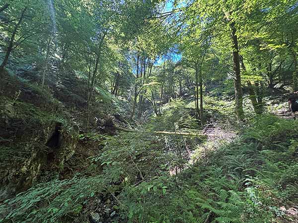 Hayedo de la Biescona en la sierra del Sueve en Asturias