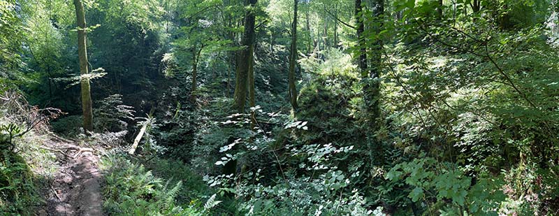 Hayedo de la Biescona en la sierra del Sueve en Asturias