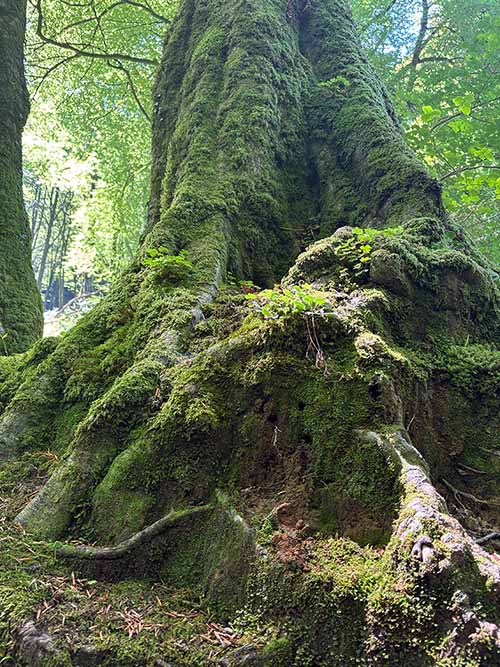 Haya centenaria en el hayedo de la Biescona en la sierra del Sueve en Asturias