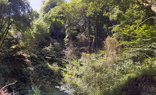 Hayedo de la Biescona en la sierra del Sueve en Asturias