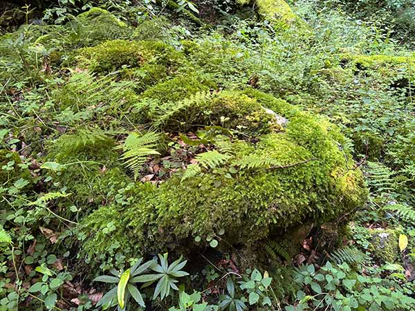 Musgos y líquenes invaden el hayedo de la Biescona en el Sueve en Asturias