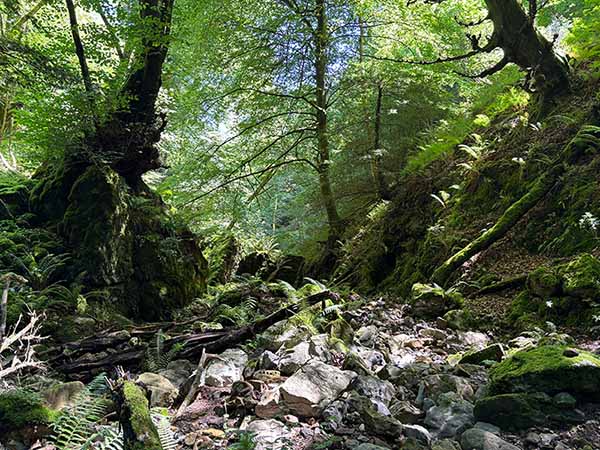 Hayedo de la Biescona en la sierra del Sueve en Asturias