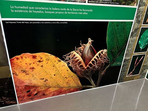 Panel informativo sobre el hayuco, fruto del haya